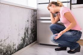 Bennett, CO Mold Removal Services Company